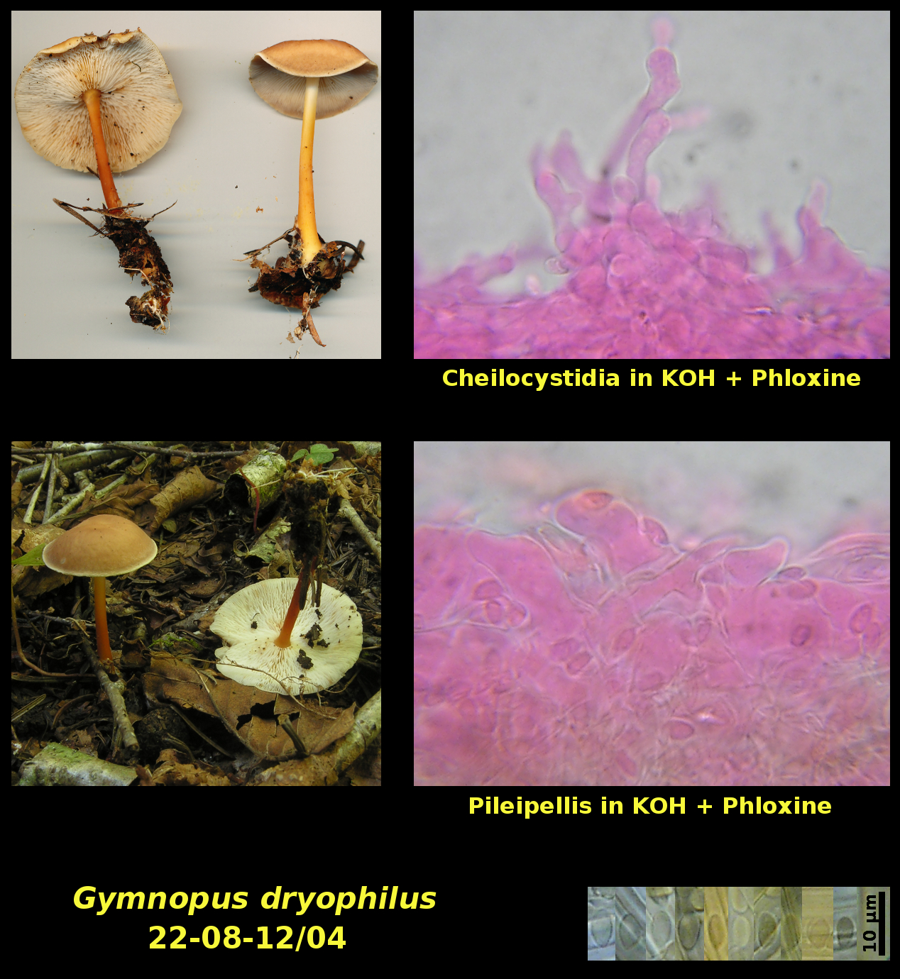 Picture of Gymnopus dryophilus